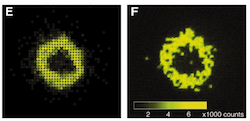 Probing the superfluid--to--mott insulator transition at the single-atom level